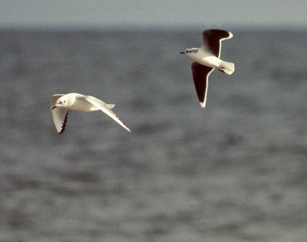 Dominic Sherony little gull