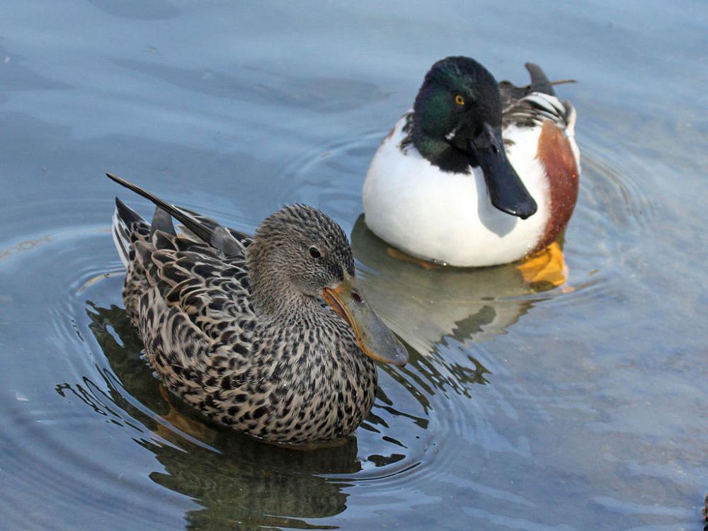 DickDaniels (http://carolinabirds.org) northern shovelers