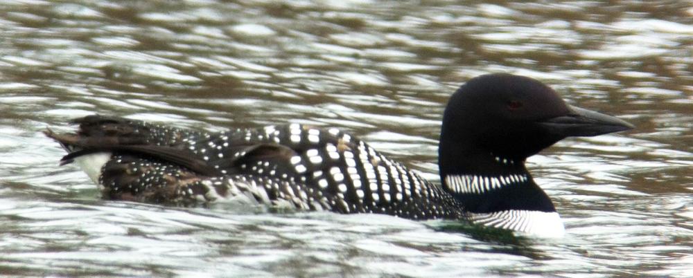 Mary Birdsong loon
