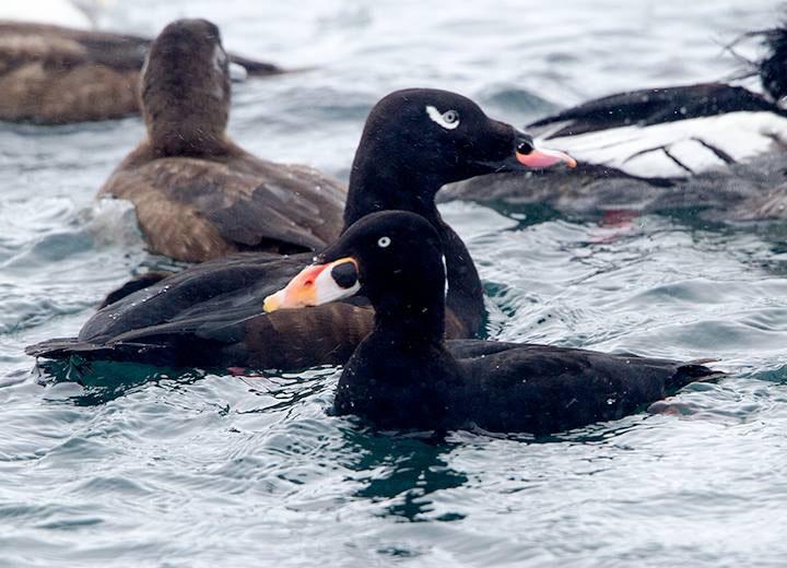 Michele Franz scoters