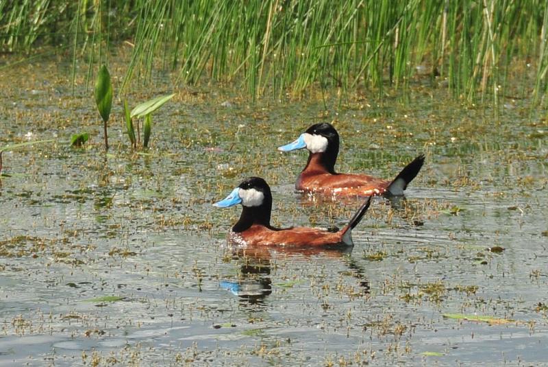 U.S. Fish and Wildlife Service ruddy ducks