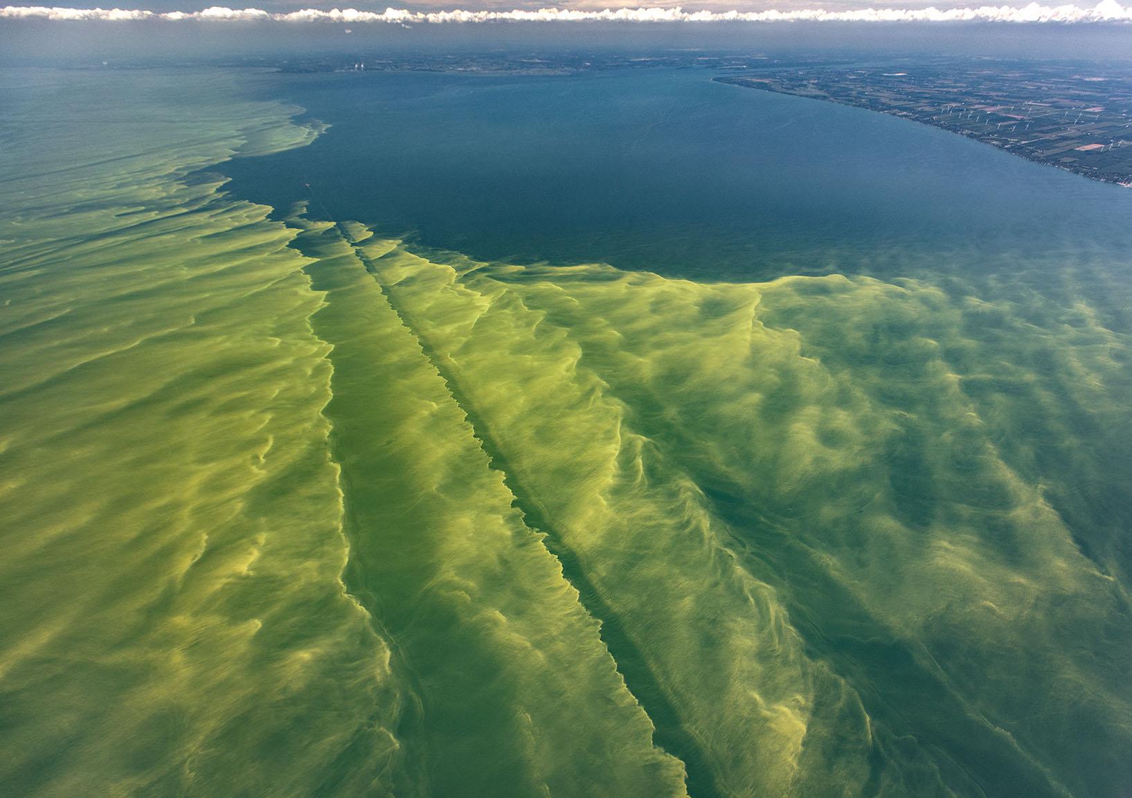 Lake Erie #39 s Harmful Algal Blooms Dangerous to Dogs Erie Reader