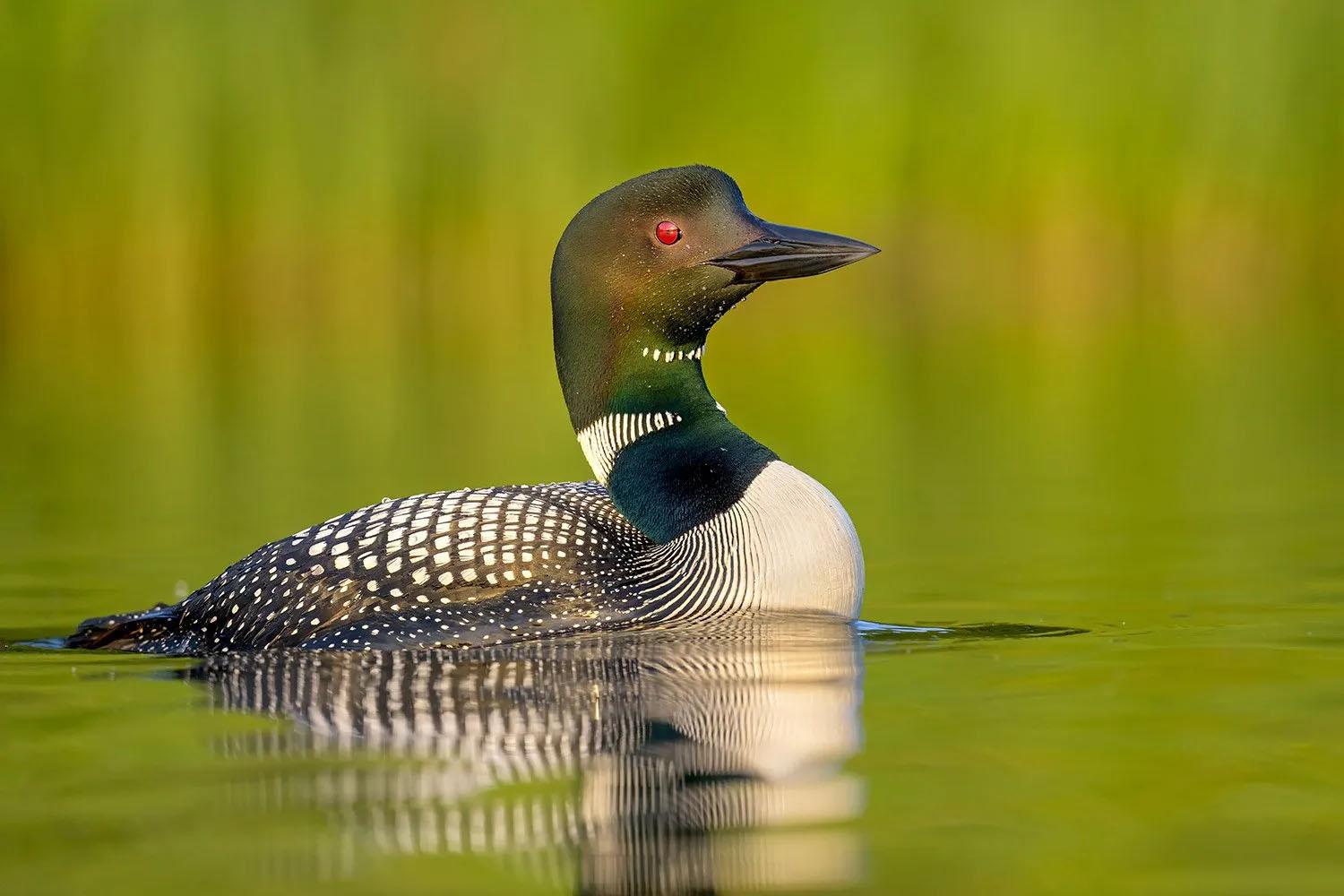 Bird of the Month: Common Loon - Erie Reader