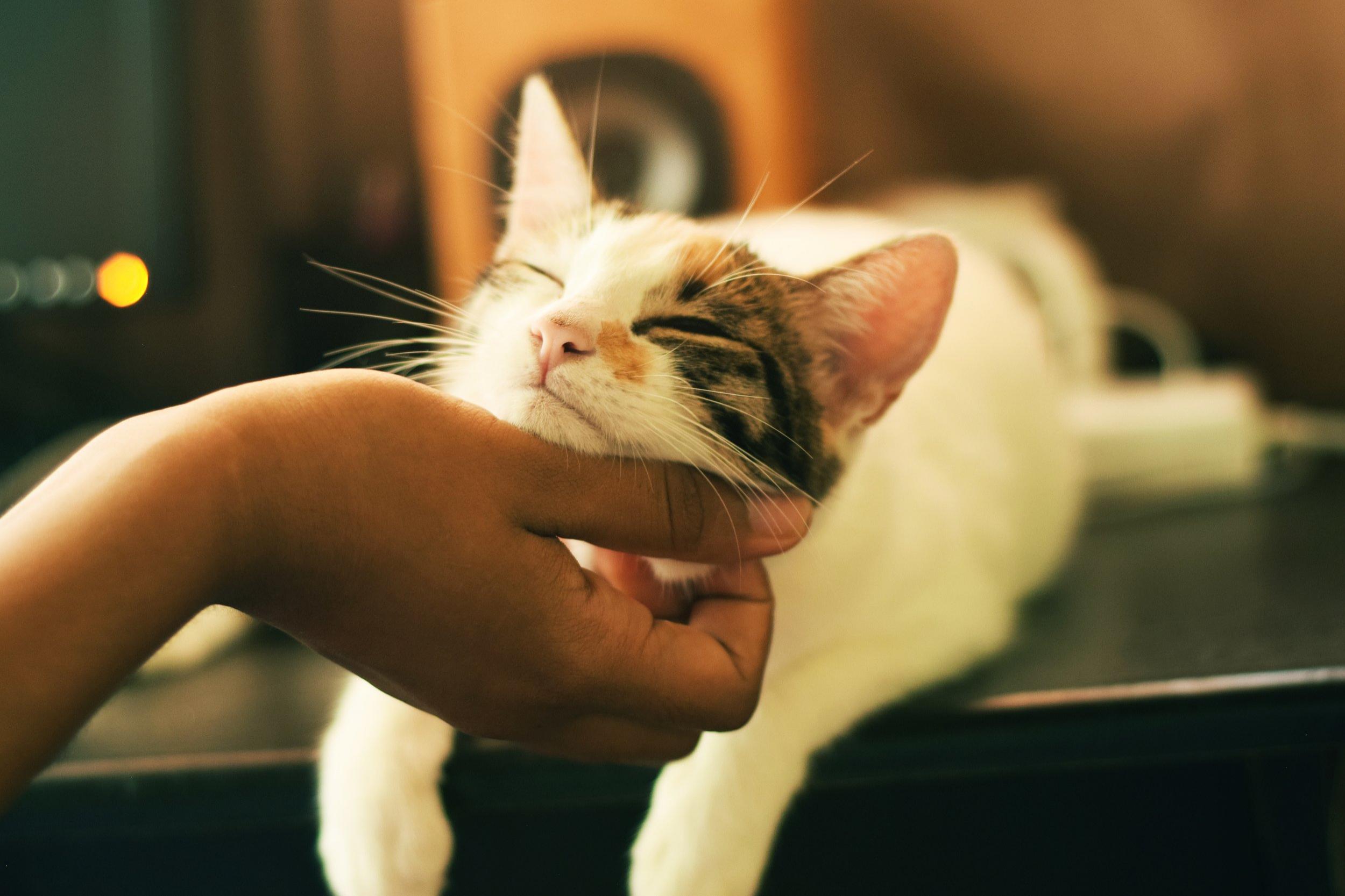 Bohemian Catsody The Perfect Event For Feline Fans Erie Reader