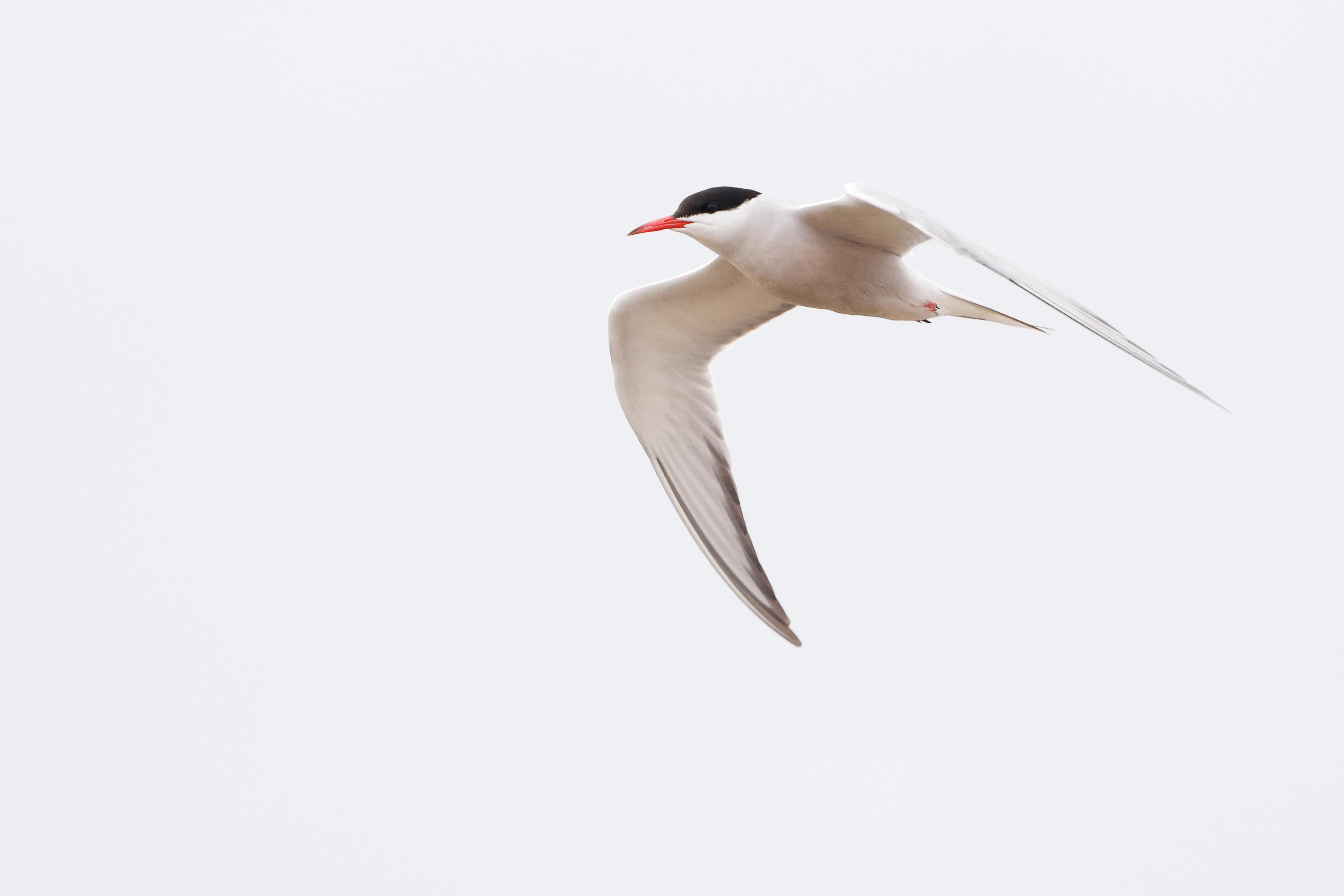 Bird of the Month: Common Tern - Erie Reader