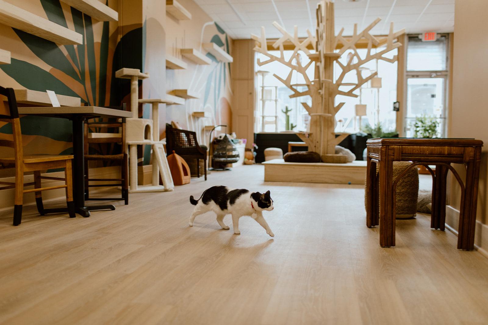 Purrista Cat Café Opens in Downtown Erie Erie Reader