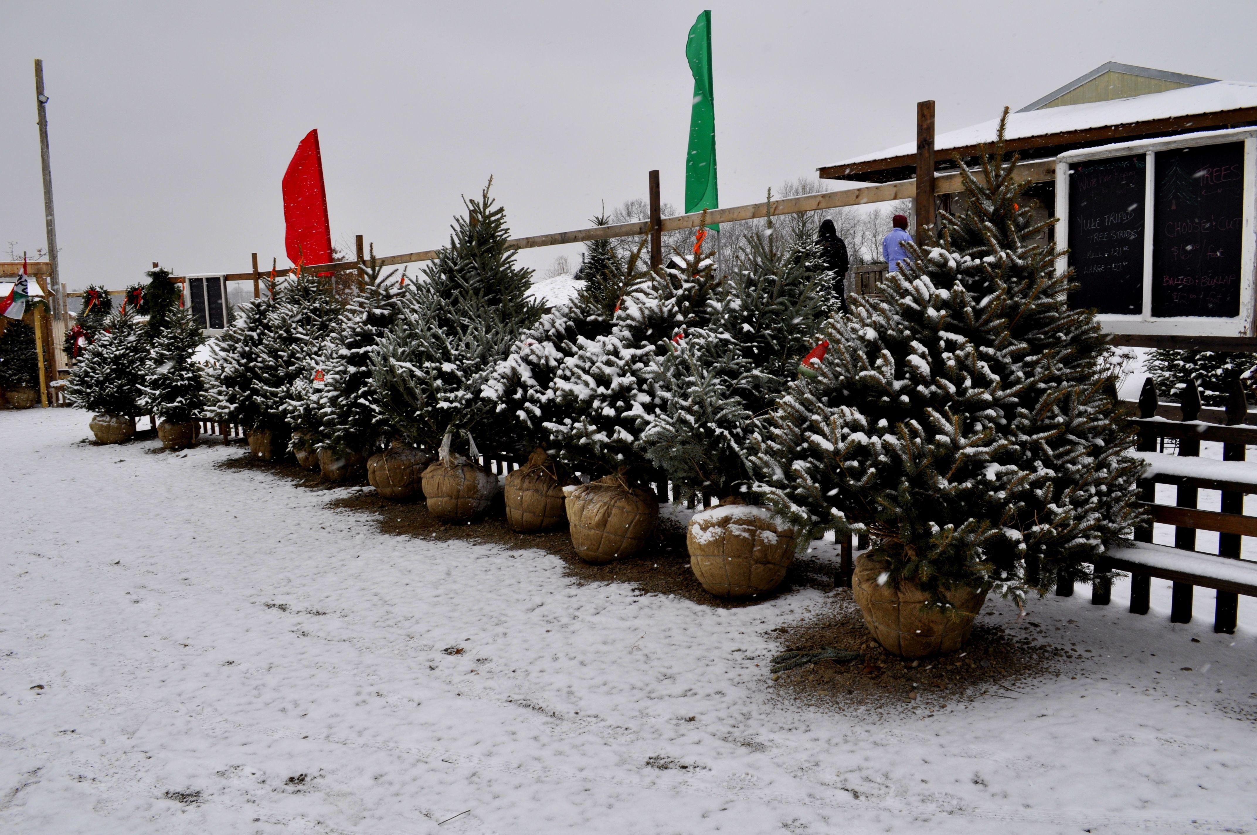 O Tannenbaum! Fresh Christmas Trees Available in Erie - Erie Reader