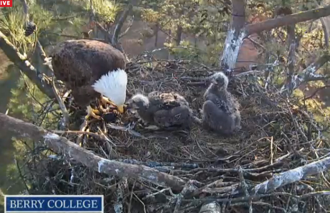 Eagle parent and chicks. Berry College