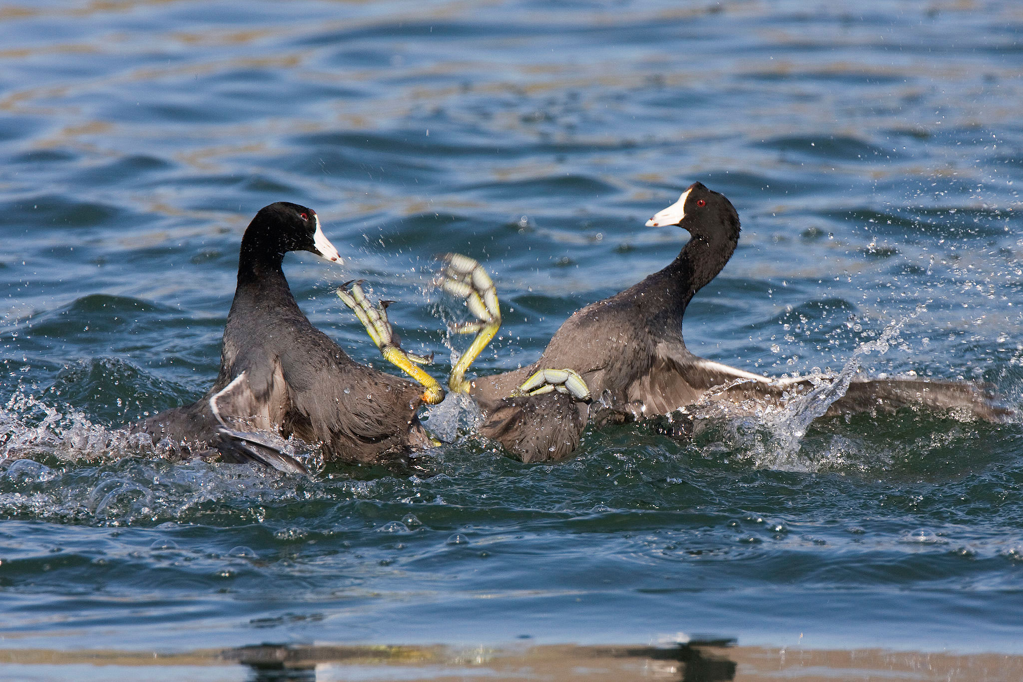 American Coots