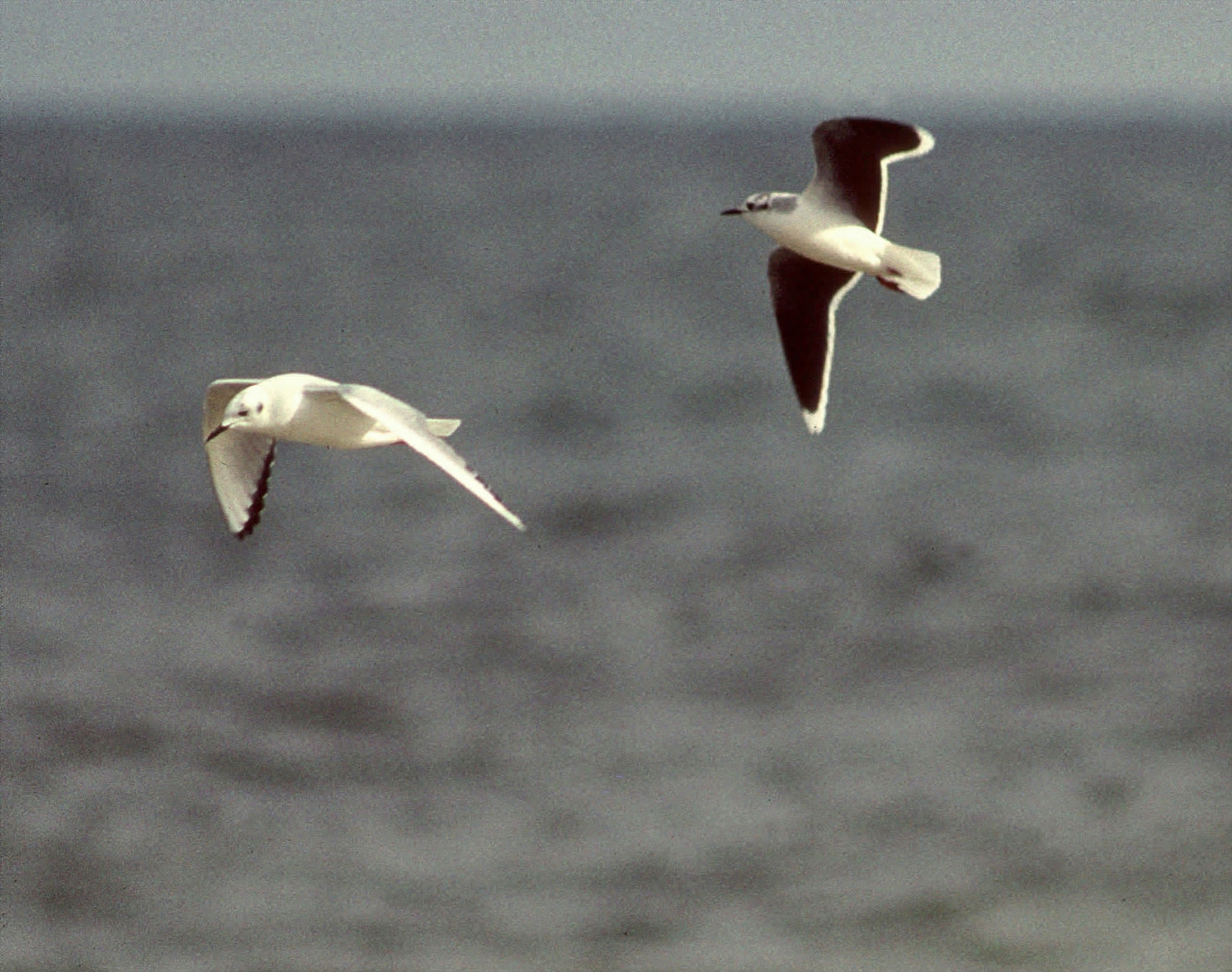 little gull