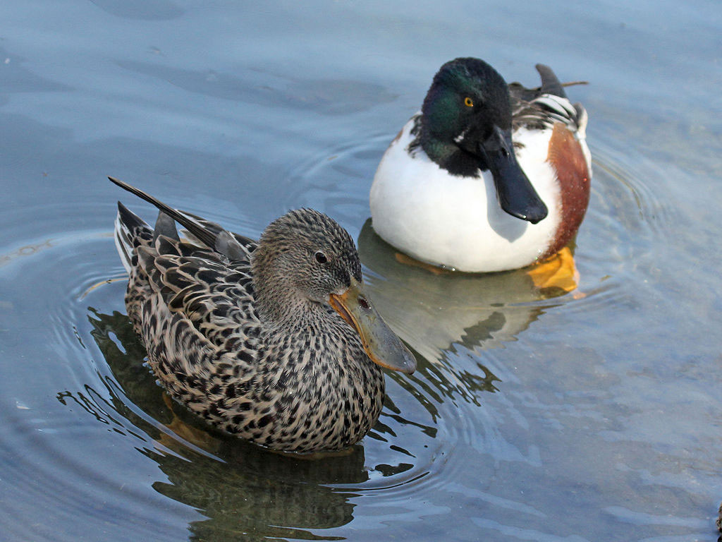 northern shovelers