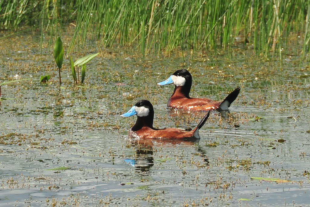 ruddy ducks