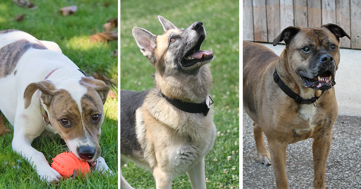 Adopt Your Forever Companion Erie Reader