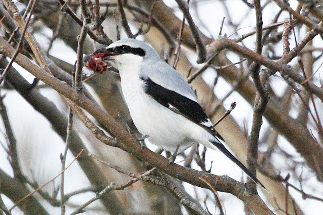 Bird of the Month: Northern Shrike - Erie Reader