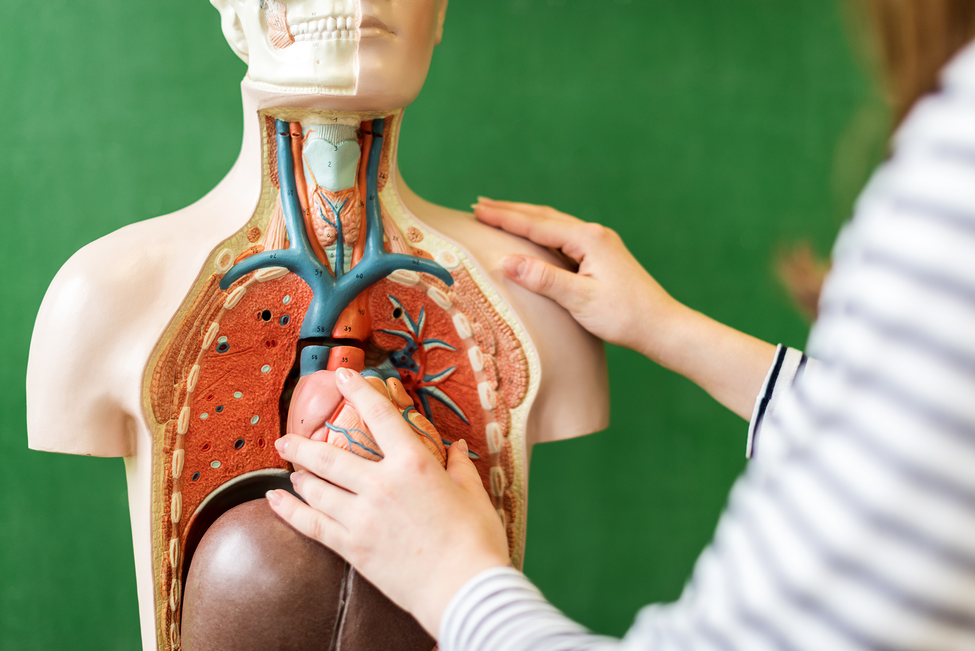 Learn More Giovanni Mazzotti Anatomy Conference Erie Reader