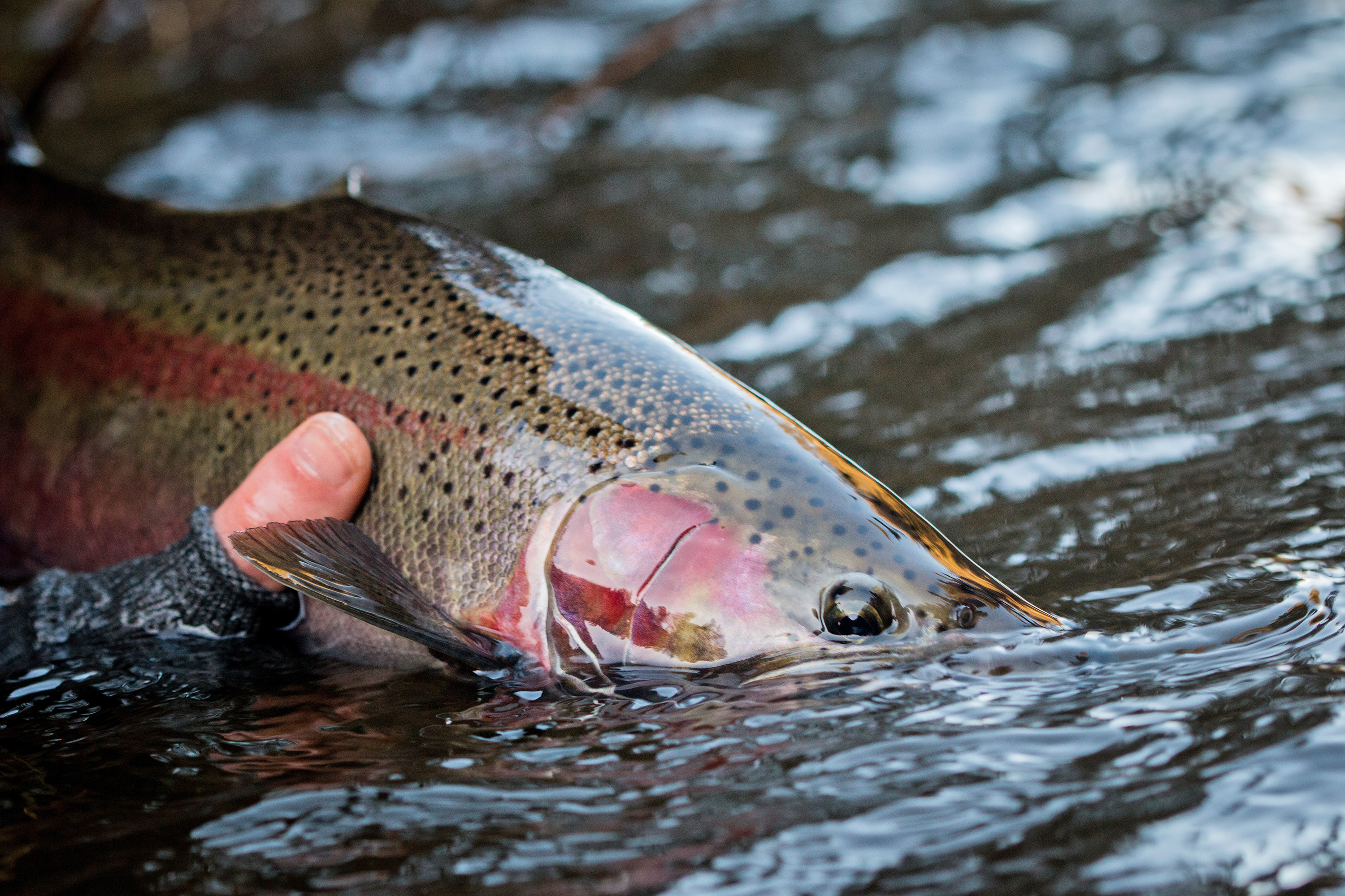 https://www.eriereader.com/uploads/articles/509071_fishing-steelhead-release-conrad.jpg