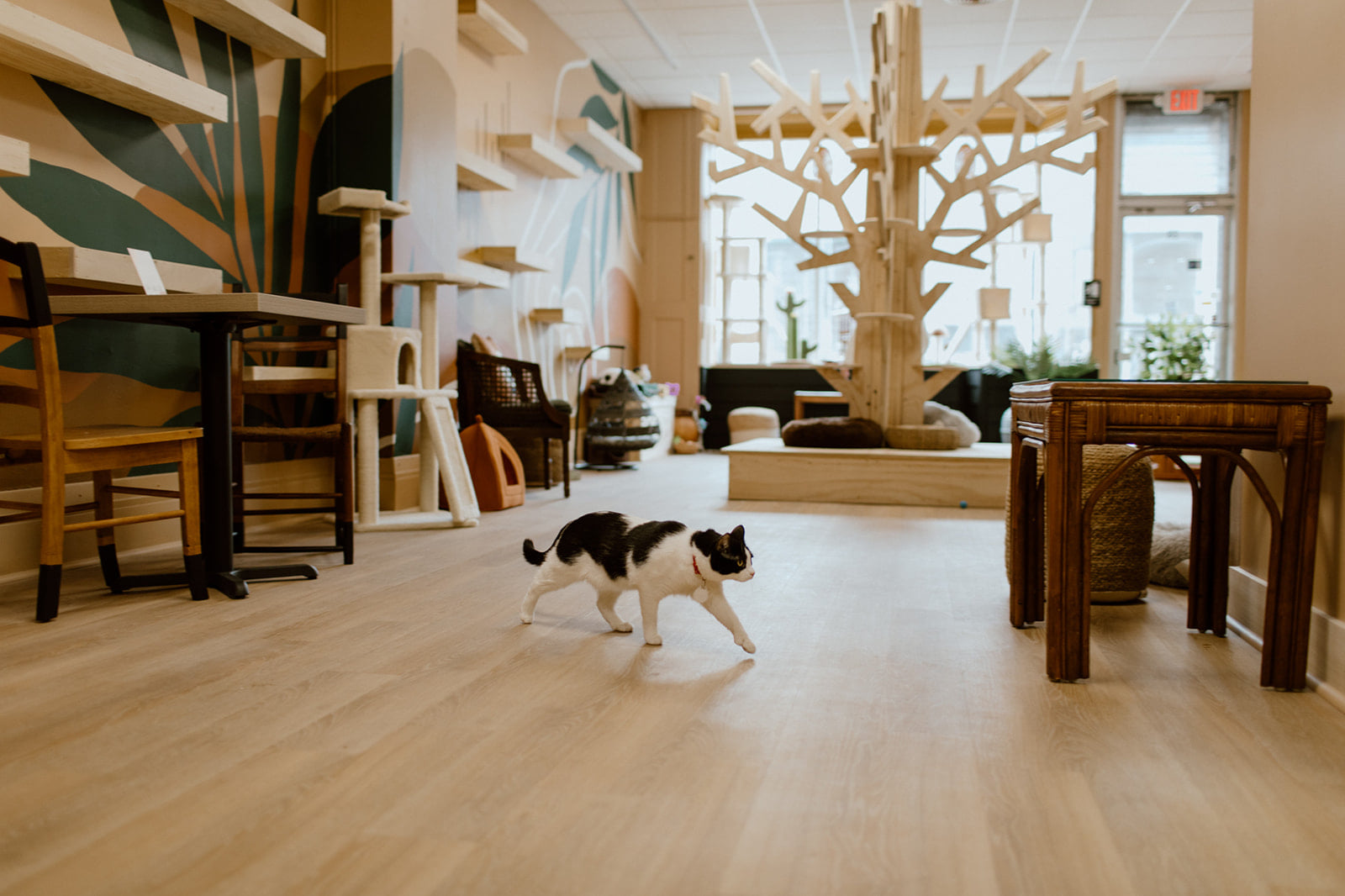 Purrista Cat Café Opens in Downtown Erie Erie Reader