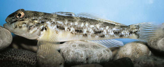 The Fish and Boat Commission is Cracking Down on Round Gobies