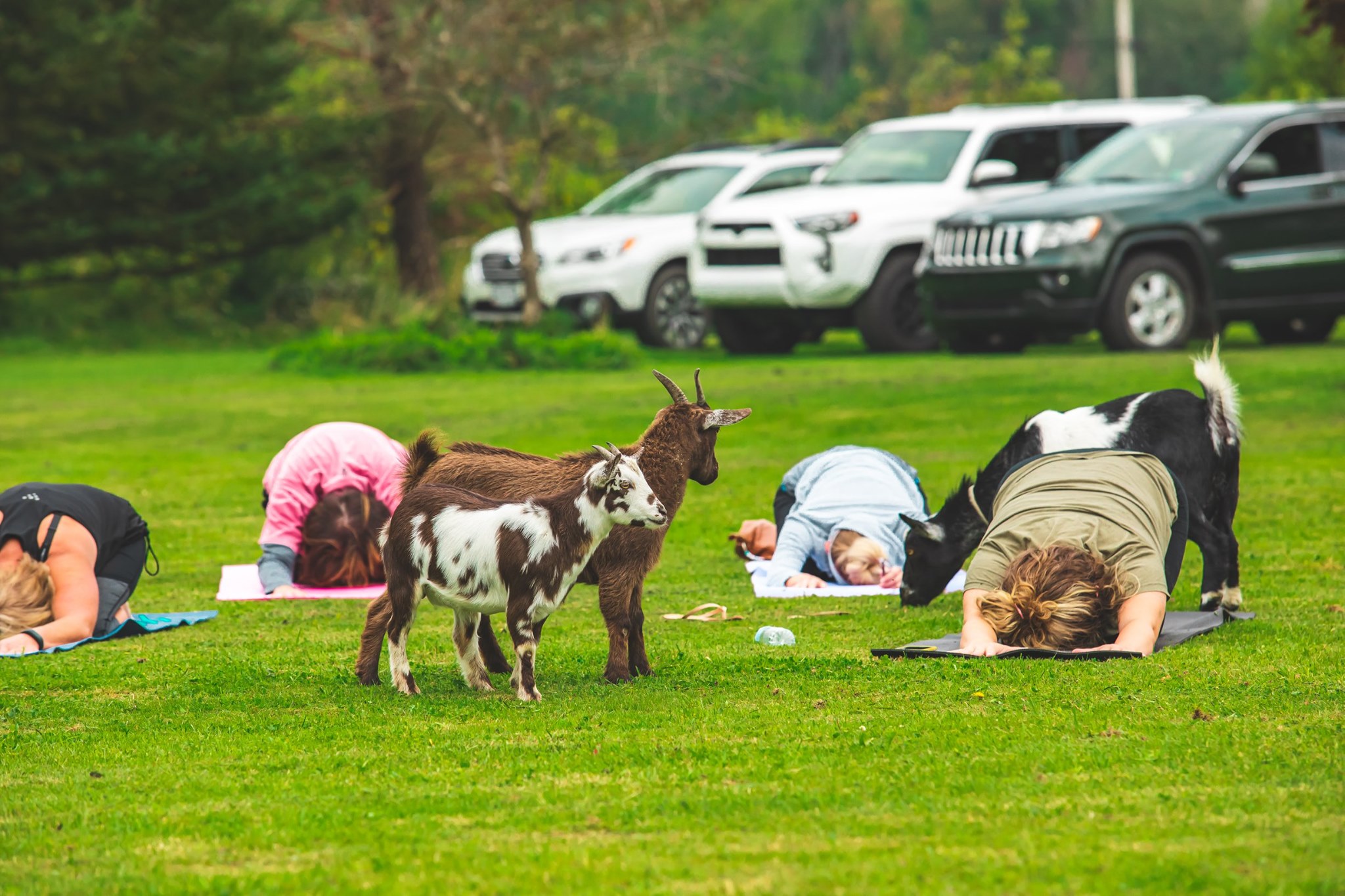Yoga With Goats! Events Erie Reader